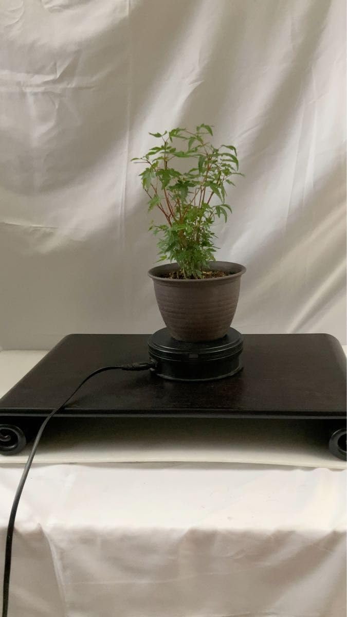 濃紫紅葉（ノムラモミジ）盆栽 SS002 ノムラモミジ（紅葉）S010 | 盆栽